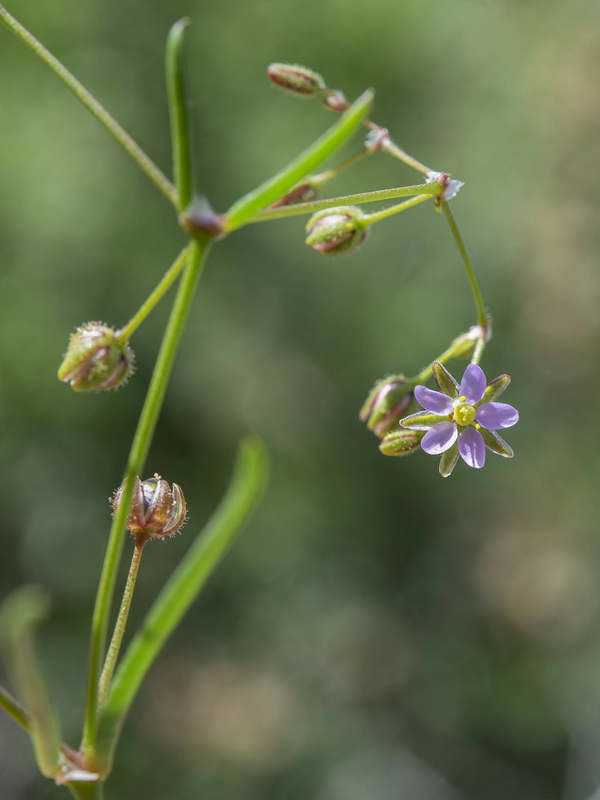 Spergularia diandra.04