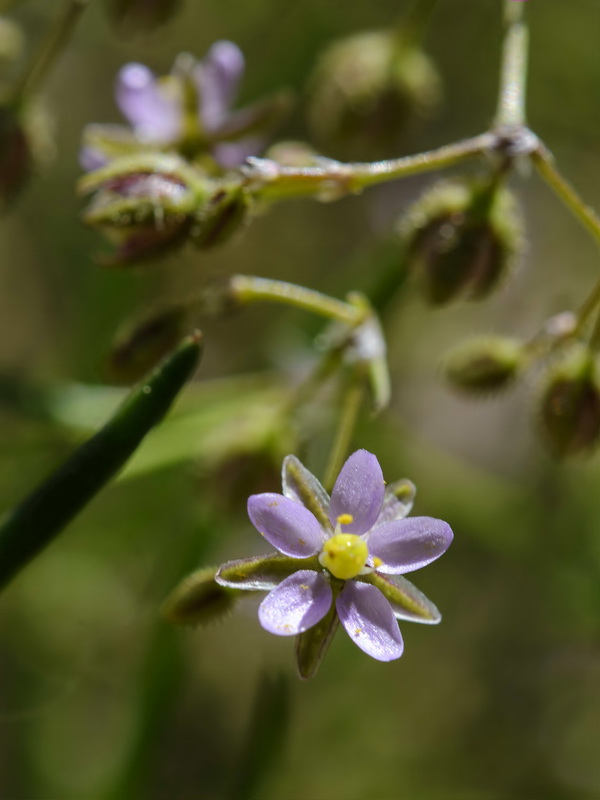 Spergularia diandra.05