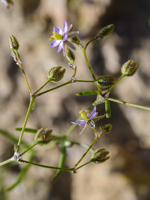 Spergularia diandra.06