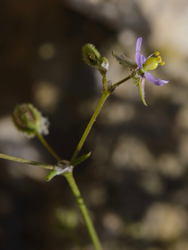 Spergularia diandra.07