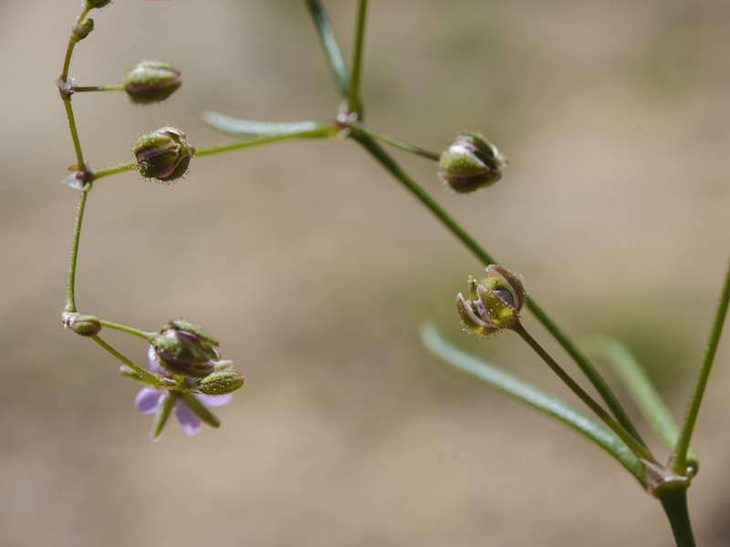 Spergularia diandra.09