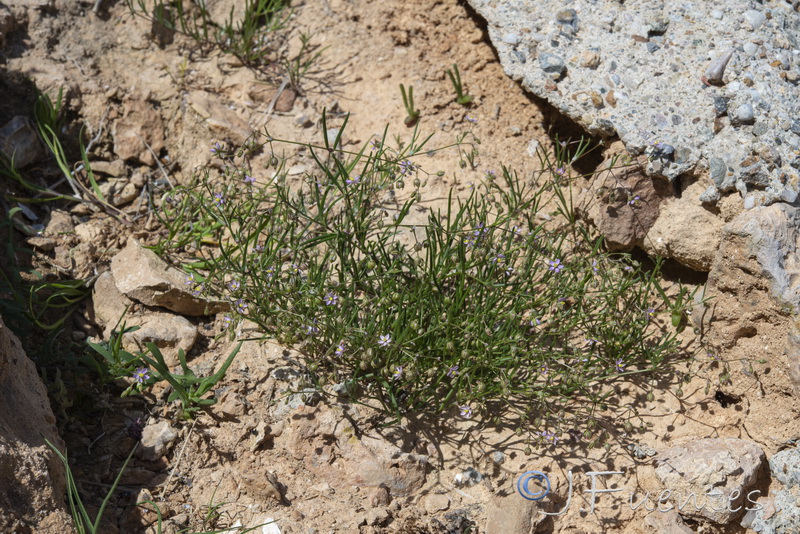 Spergularia diandra.01