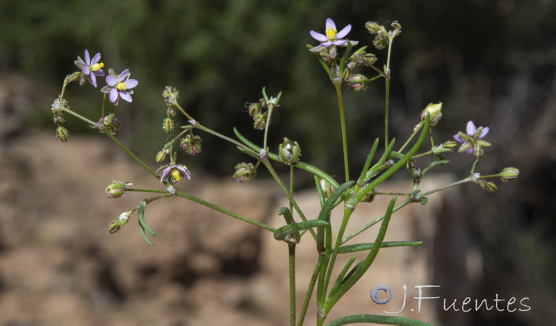 Spergularia diandra.13