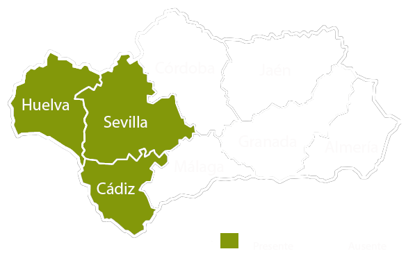 Andalucia copia