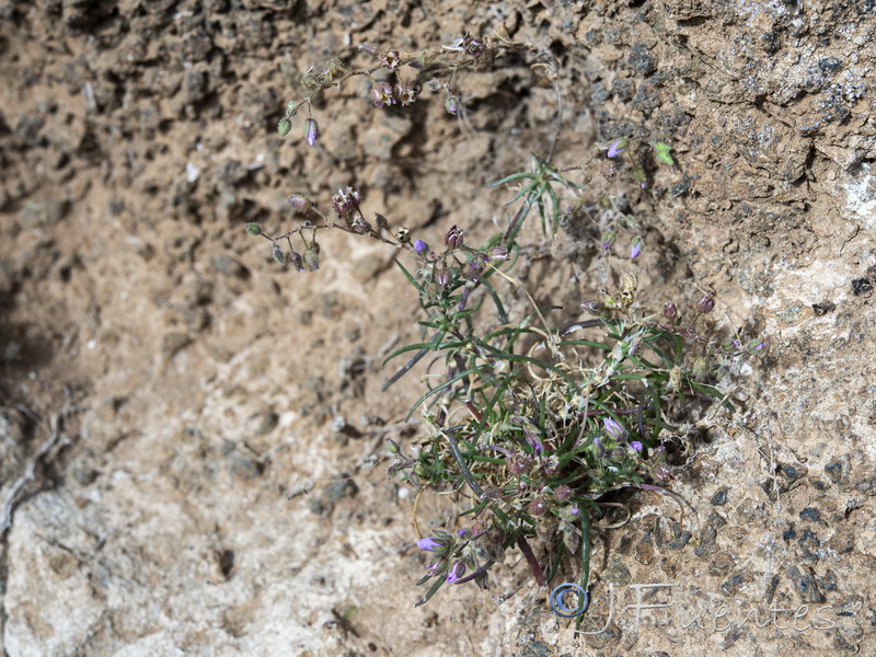 Spergularia fimbriata.03