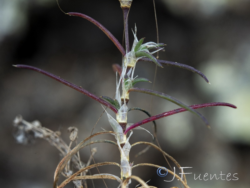 Spergularia fimbriata.05