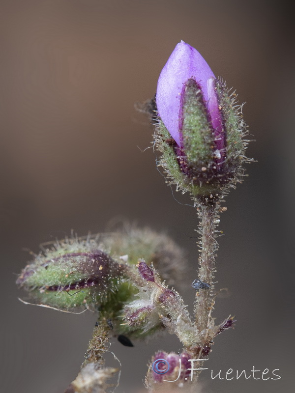 Spergularia fimbriata.06