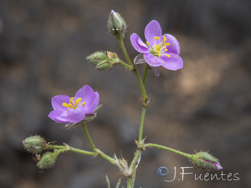 Spergularia fimbriata.07