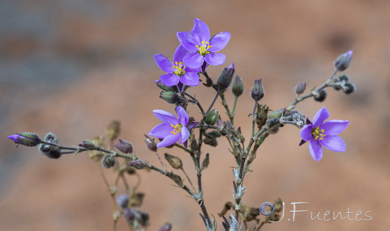 Spergularia fimbriata.08