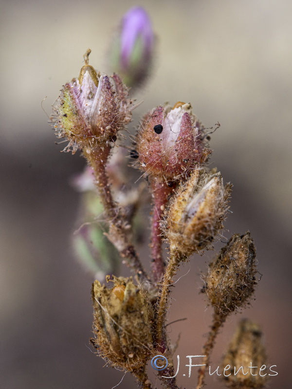 Spergularia fimbriata.10