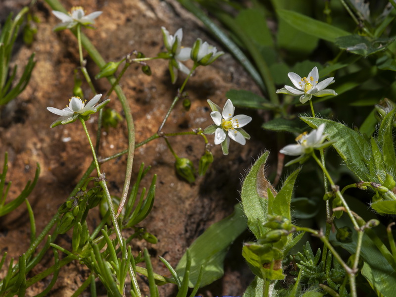 Spergularia flaccida.01