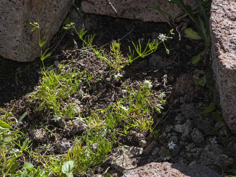 Spergularia flaccida.04