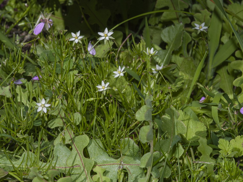 Spergularia flaccida.07