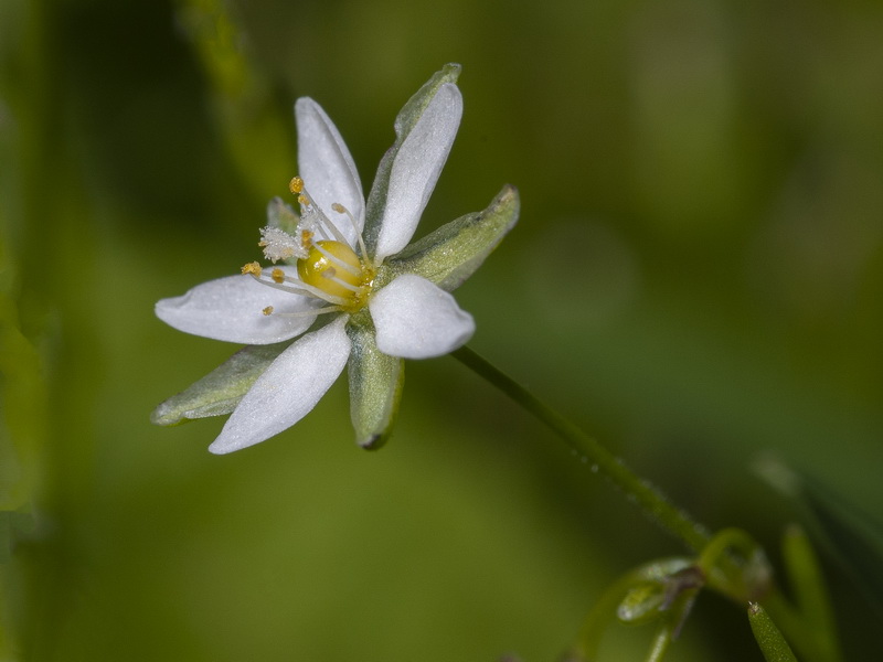 Spergularia flaccida.10