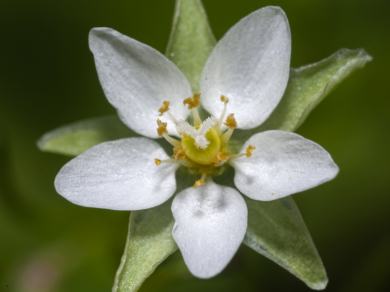 Spergularia flaccida.14