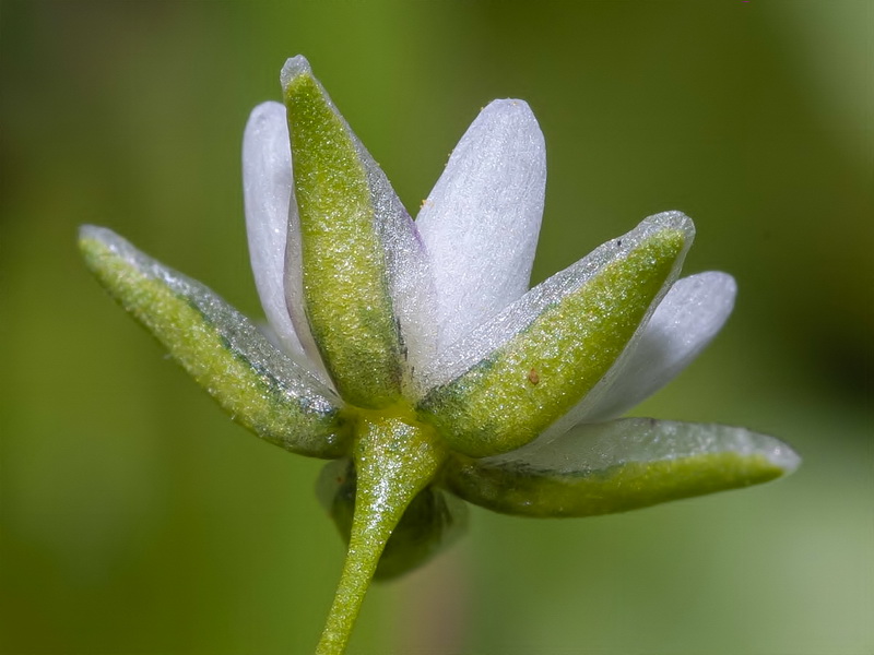 Spergularia flaccida.15