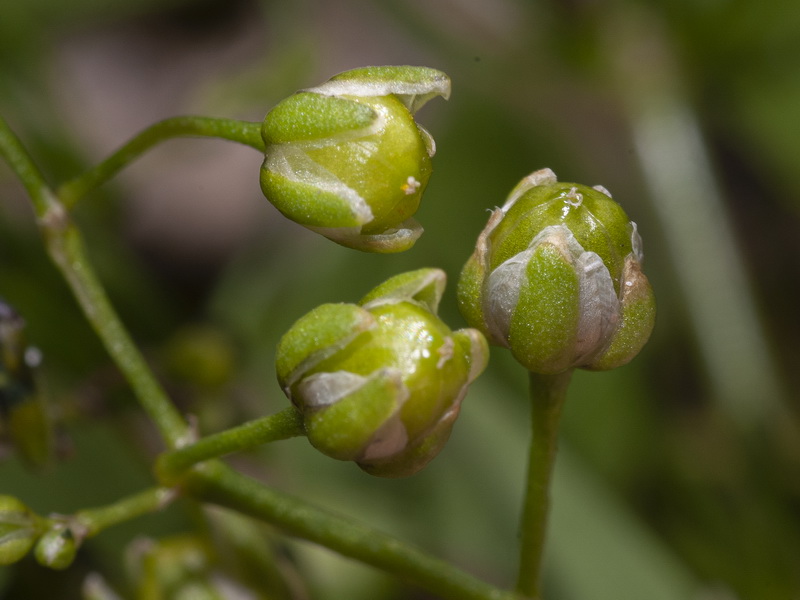 Spergularia flaccida.18