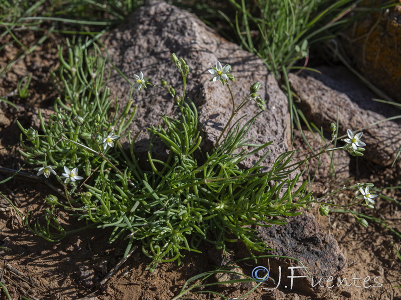 Spergularia flaccida.20
