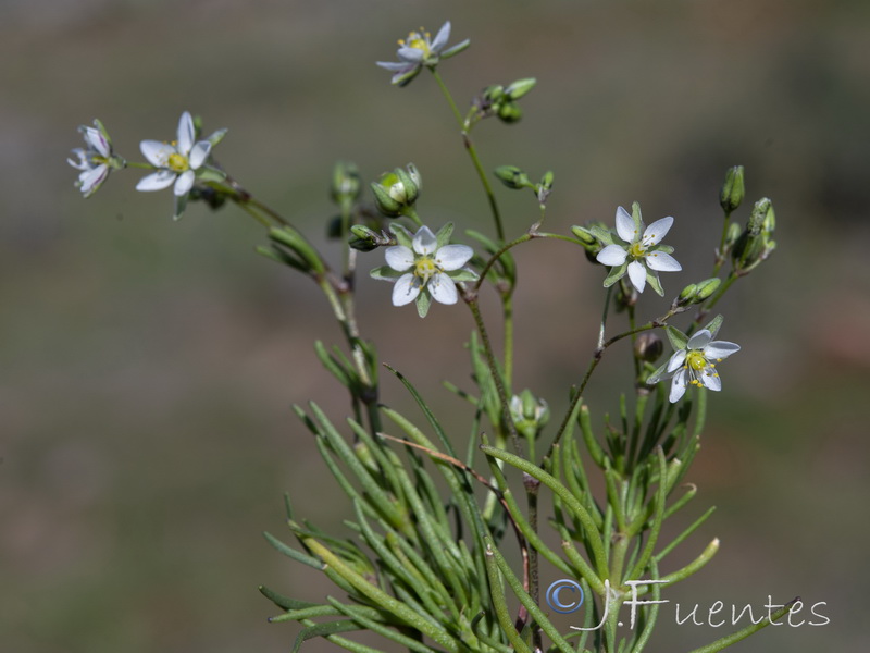 Spergularia flaccida.21