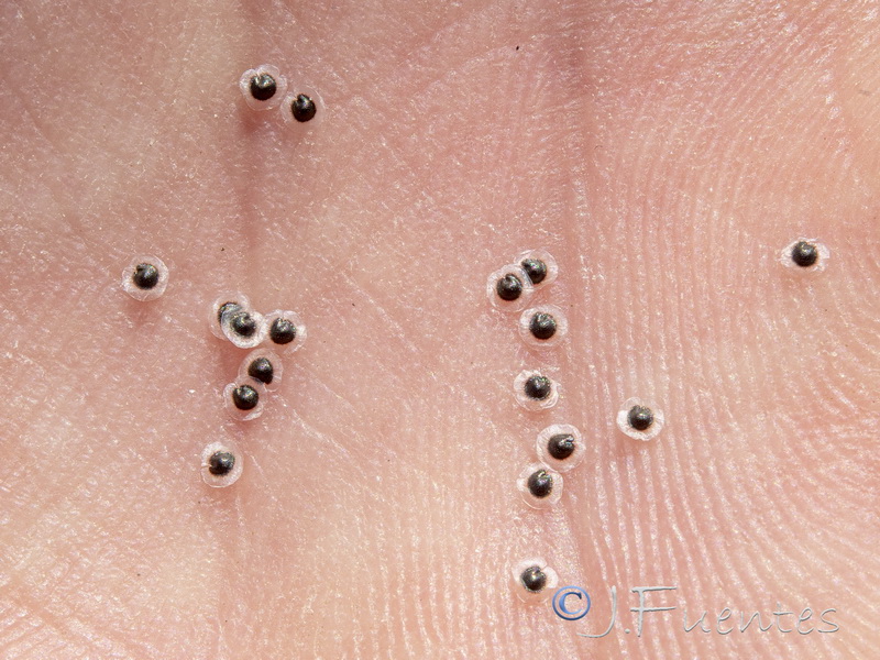 Spergularia flaccida.22