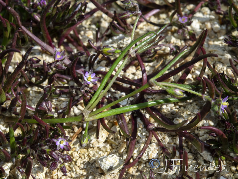 Spergularia marina.04