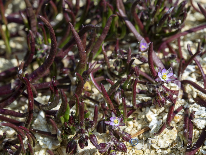 Spergularia marina.05