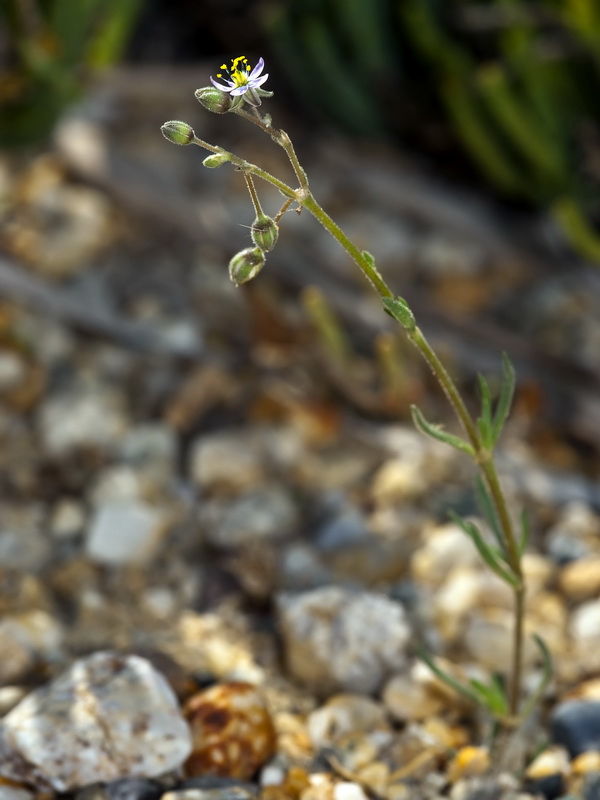Spergularia nicaeensis.01