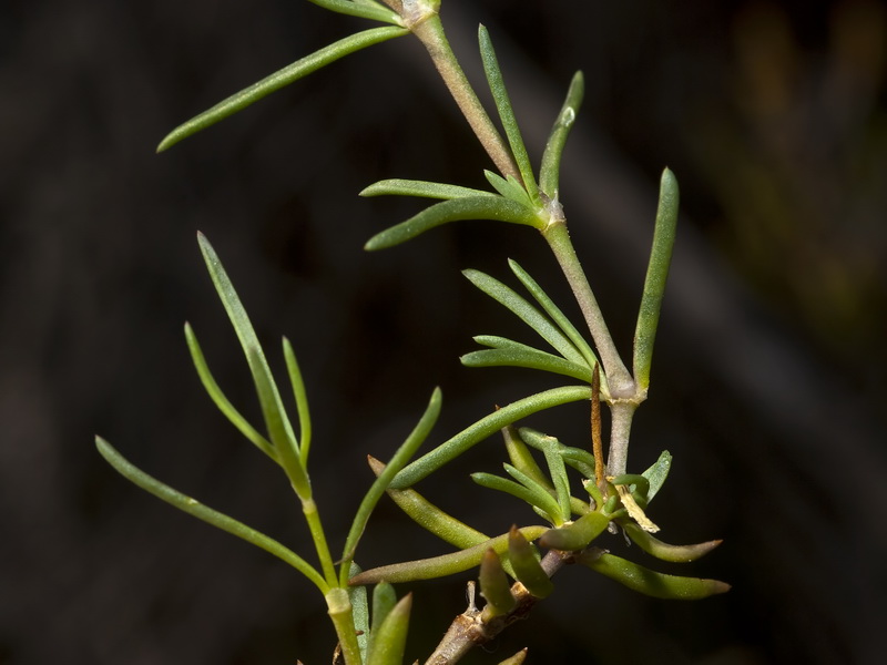 Spergularia nicaeensis.02