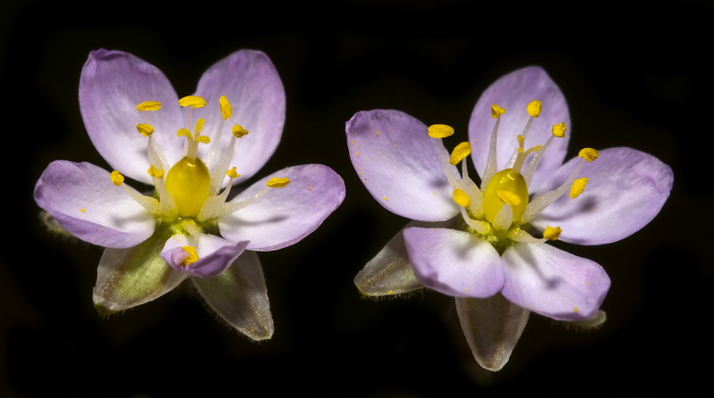 Spergularia nicaeensis.03