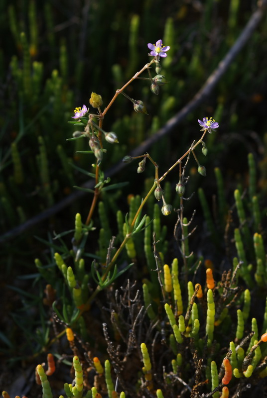 Spergularia nicaeensis.04