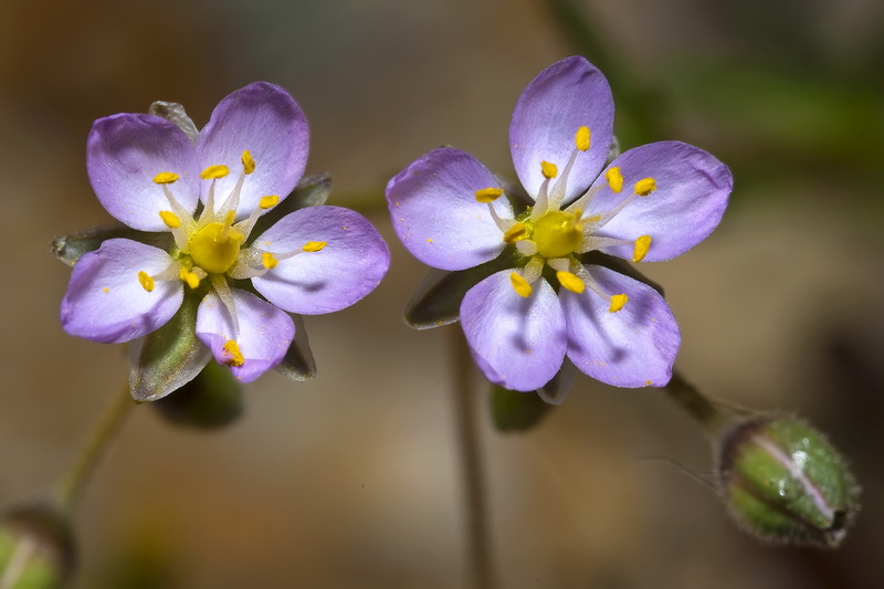 Spergularia nicaeensis.06