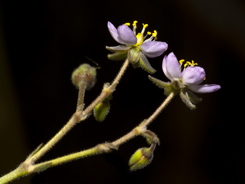 Spergularia nicaeensis.09