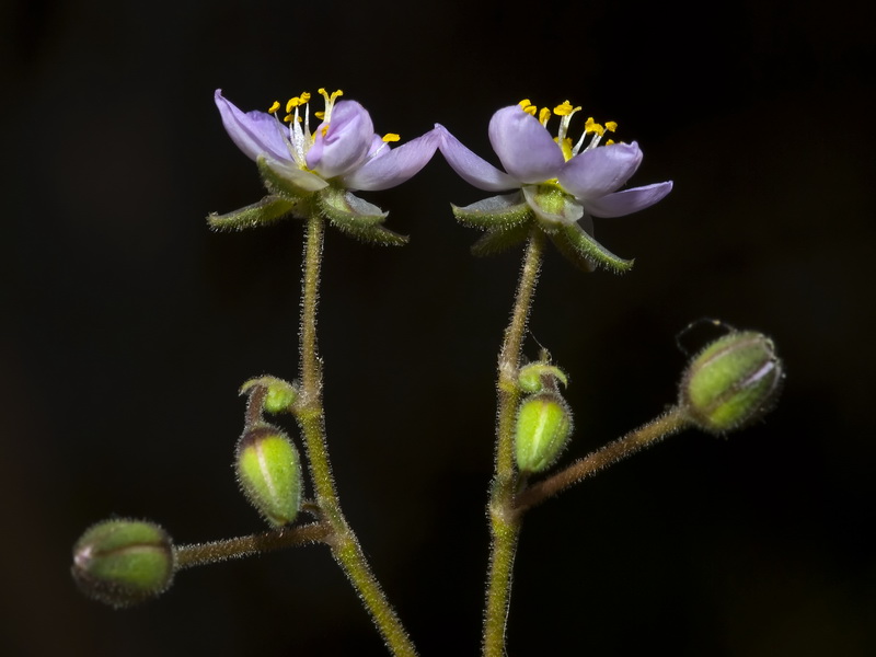 Spergularia nicaeensis.10