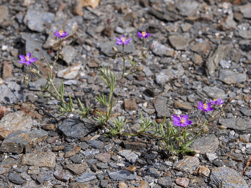 Spergularia purpurea.01