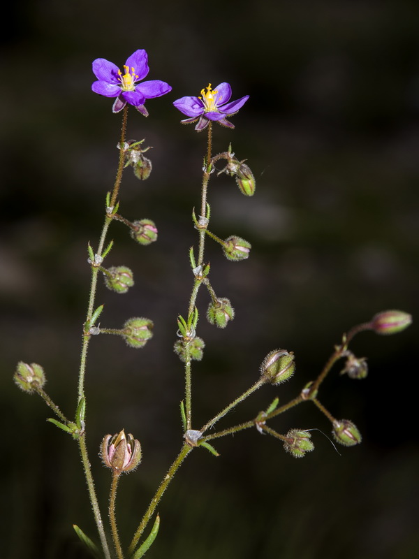 Spergularia purpurea.02