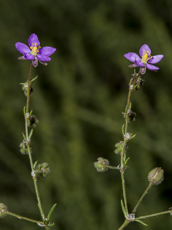 Spergularia purpurea.03