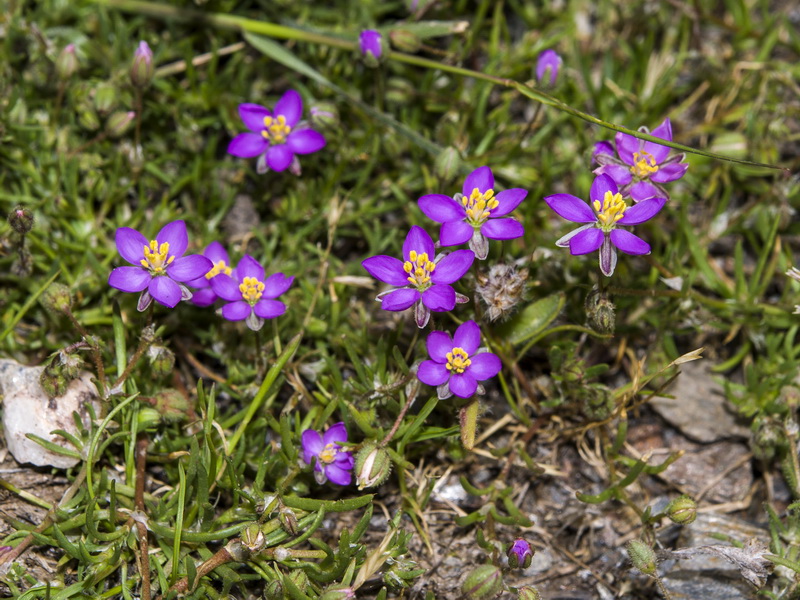 Spergularia purpurea.04