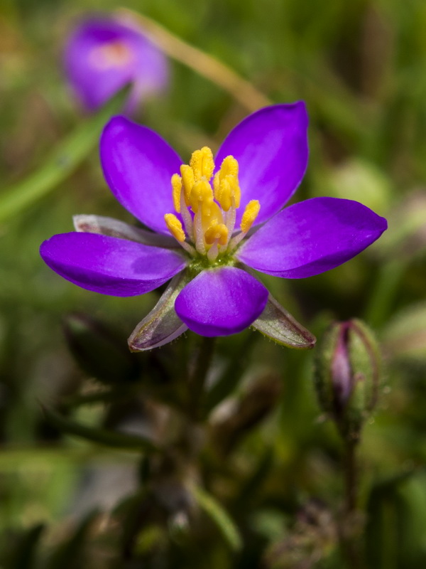 Spergularia purpurea.08