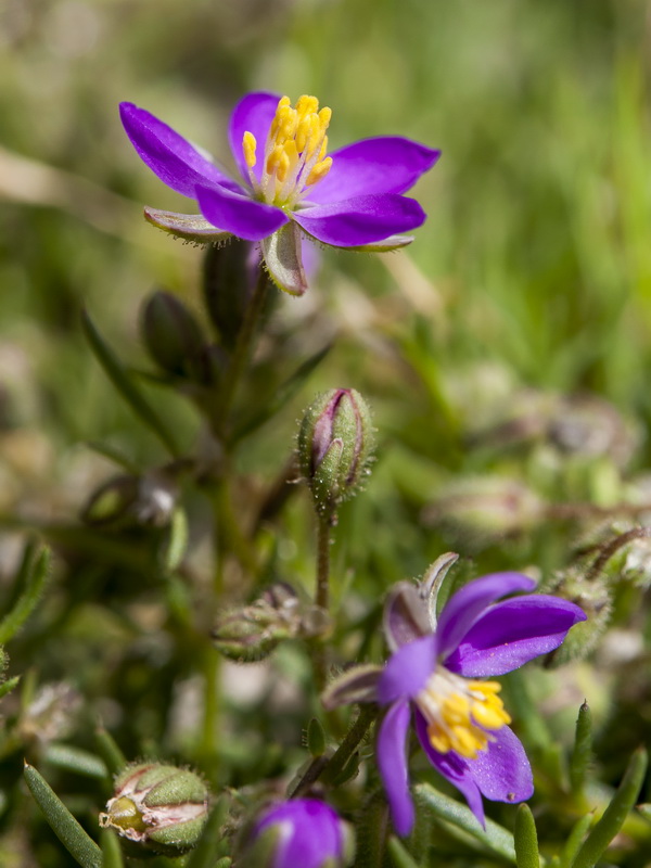 Spergularia purpurea.09