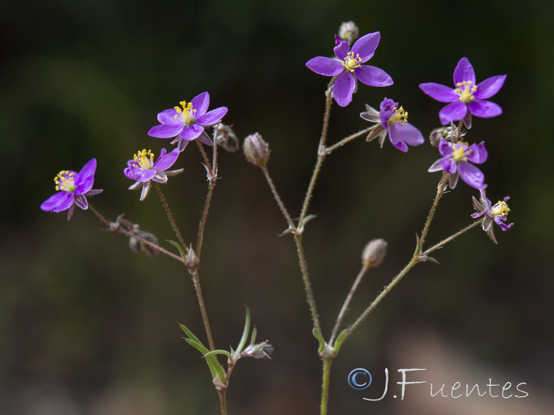 Spergularia purpurea.13