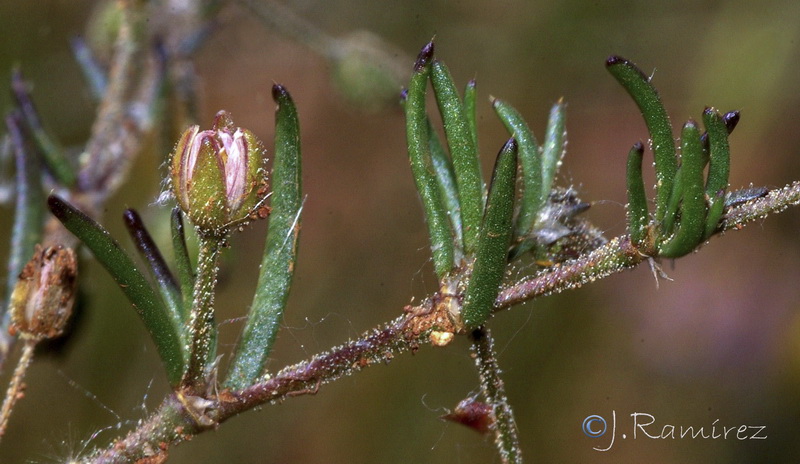 Spergularia purpurea.14