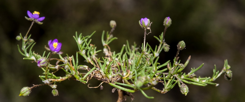 Spergularia rubra.01