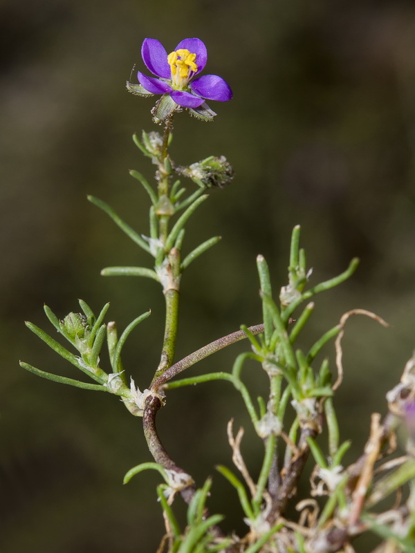 Spergularia rubra.05