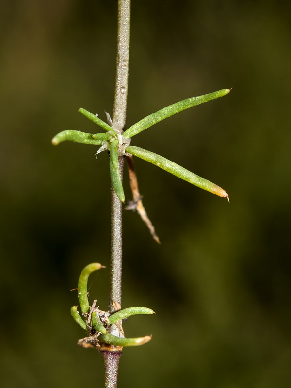 Spergularia rubra.06