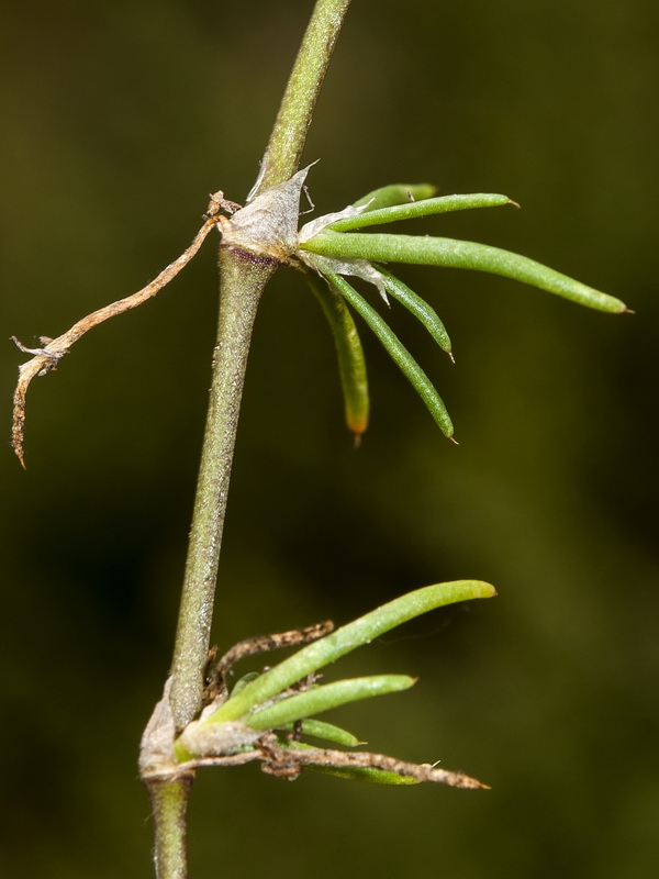 Spergularia rubra.07