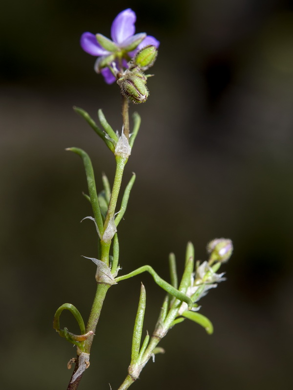 Spergularia rubra.08