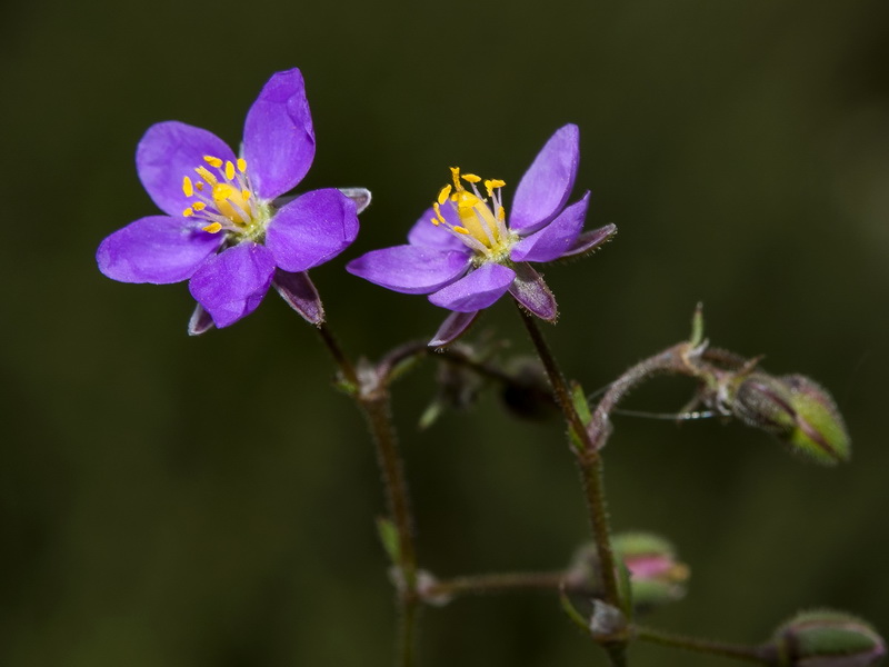 Spergularia rubra.09