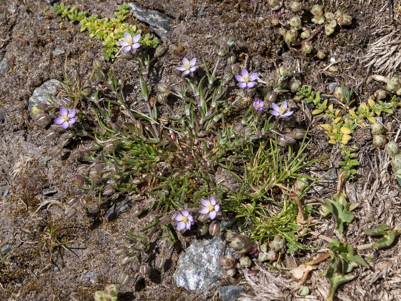 Spergularia rubra alpina.02