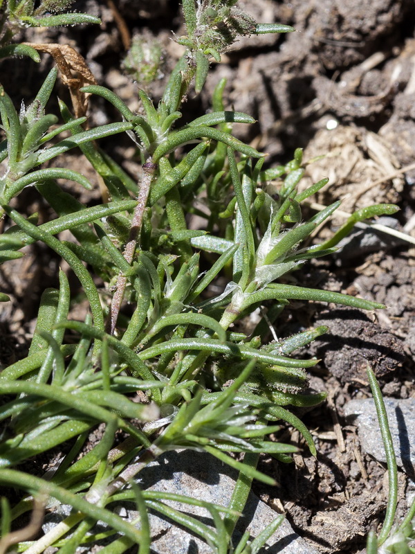 Spergularia rubra alpina.05