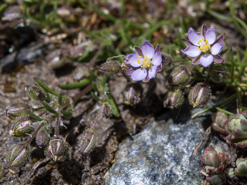 Spergularia rubra alpina.07